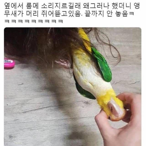 앵무새랑 머리채잡고 싸움_1.jpeg