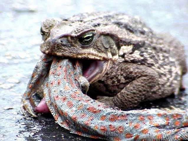 영국놈들이 호주에 가져온 재앙_16.jpg