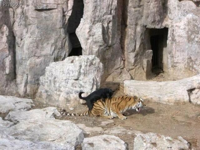 흐응 경호원이라 해도 이런 곳에 들어오다니♡_6.jpg