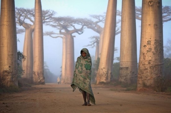 national-geographic-traveler-photo-contest-2012-merit-winner-lost-in-time-an-ancient-forest-ken-thorne.jpg