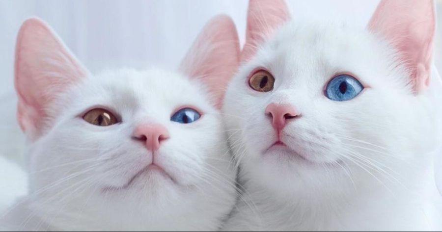 고양이 오드아이_1.jpg