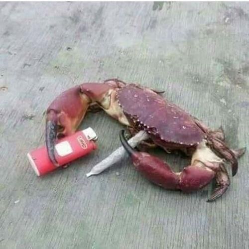 Crab-rave-Funny-pictures-Funny-memes-Memes.jpg
