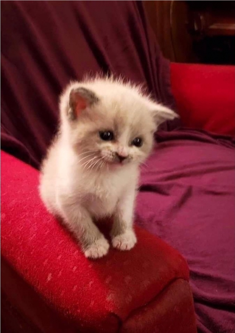 아기 고양이의 포효_3.jpg