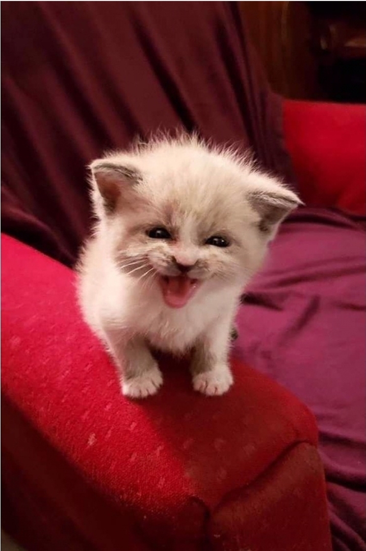 아기 고양이의 포효_4.jpg