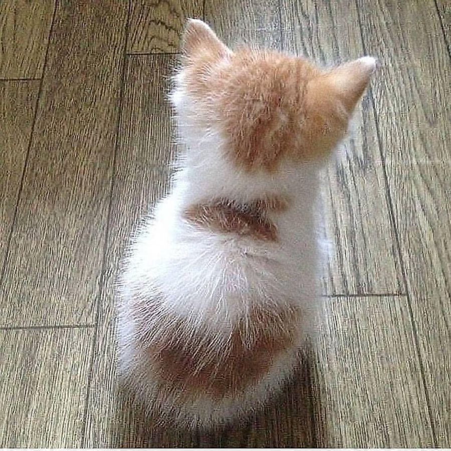 고양이 뒷통수 짤 구함_4.jpeg