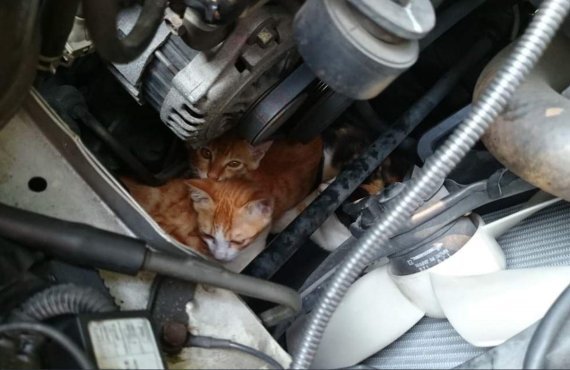 이해하면 무서운 귀여운 고양이 짤_2.jpeg