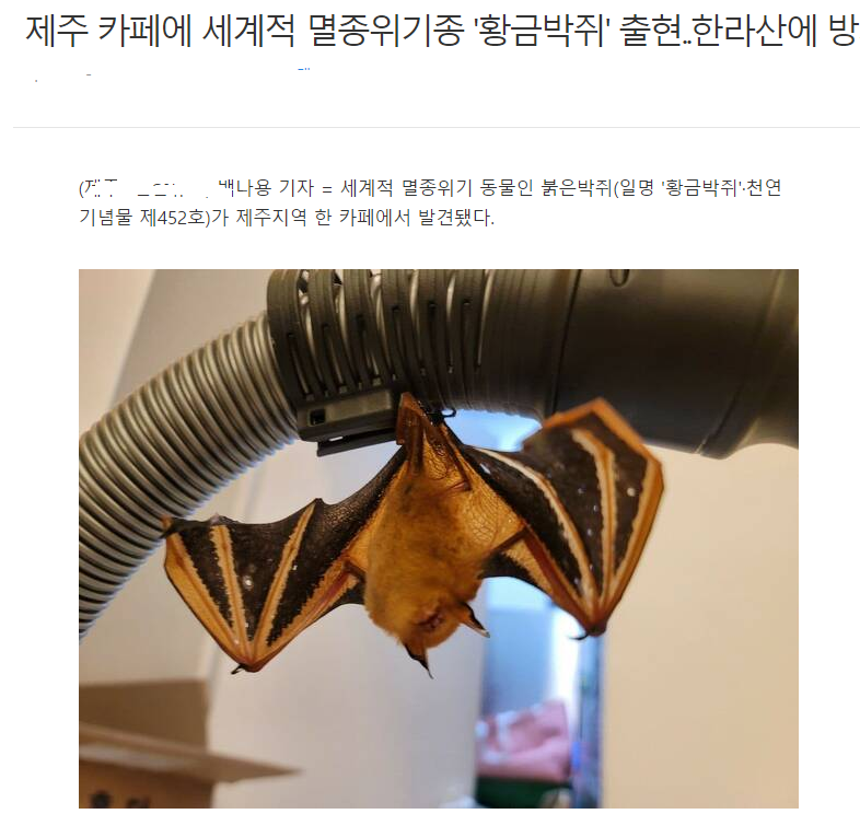 제주도 카페에서 쥐 출현