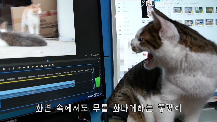 Screenshot_2020-11-27 이 녀석을 이뻐하지 마시오 - YouTube.png