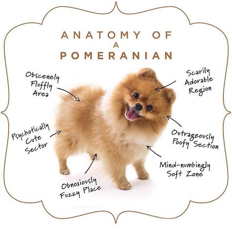 6a5fbe0023bf344ffe36287f115b14c6--pomeranians-anatomy.jpg