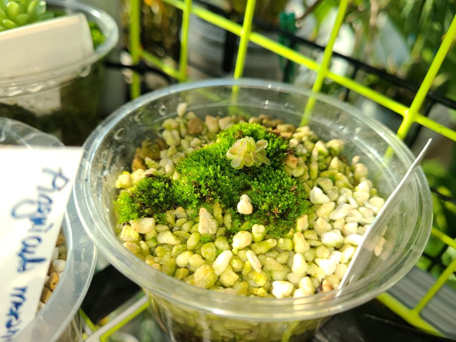 벌레잡이제비꽃 근황_5.jpg