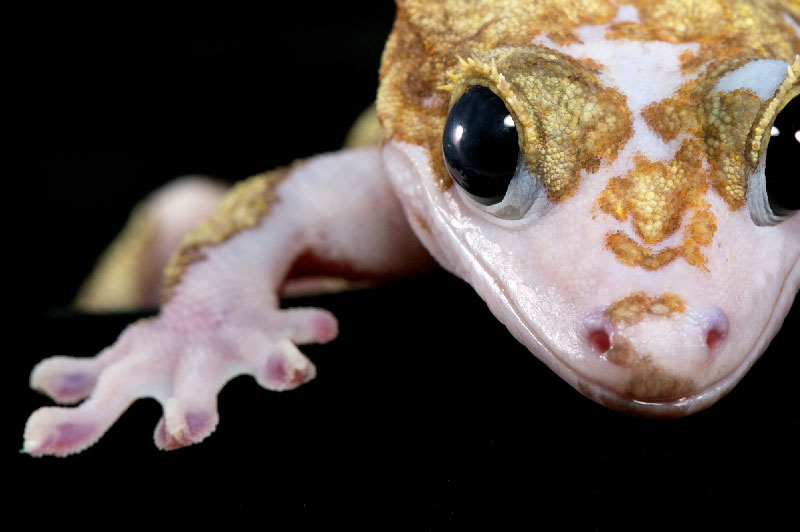 piebald-crested-gecko-2.jpg