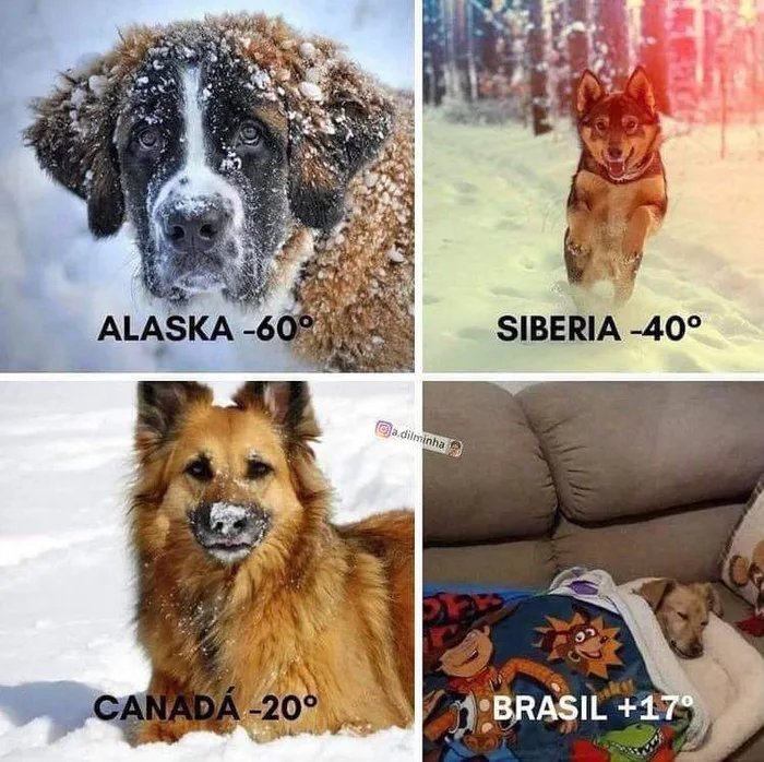 собака-температура-страны-мира-сравнение-6338494.jpeg