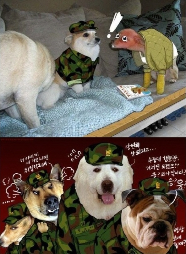 이등병 강아지_2.jpg
