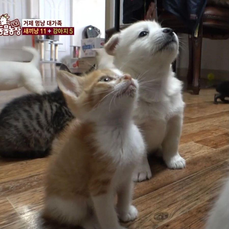 오늘자 동물농장 귀염사.jpg_1.jpg