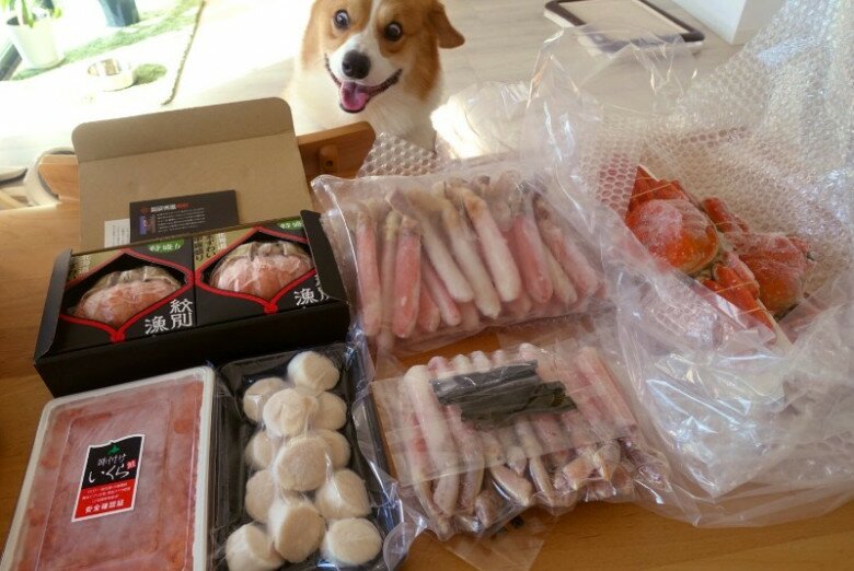 오감자 닮은 강아지_1.jpg