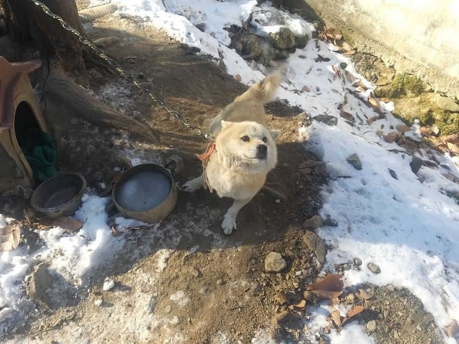 시골 강아지_2.jpg