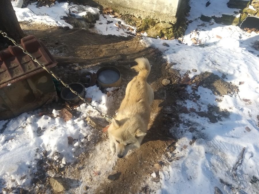 시골 강아지_3.jpg