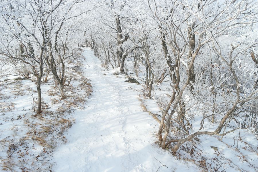 180109ㆍ105528_태백산,문수봉~천제단_N1090984.jpg