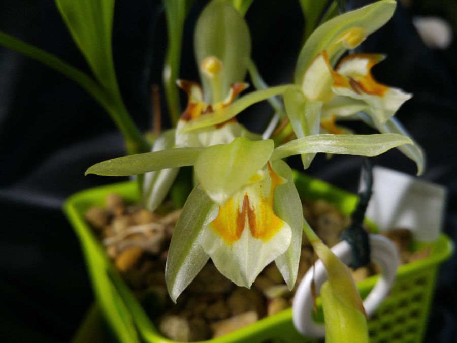 Coelogyne assamica_3.jpg