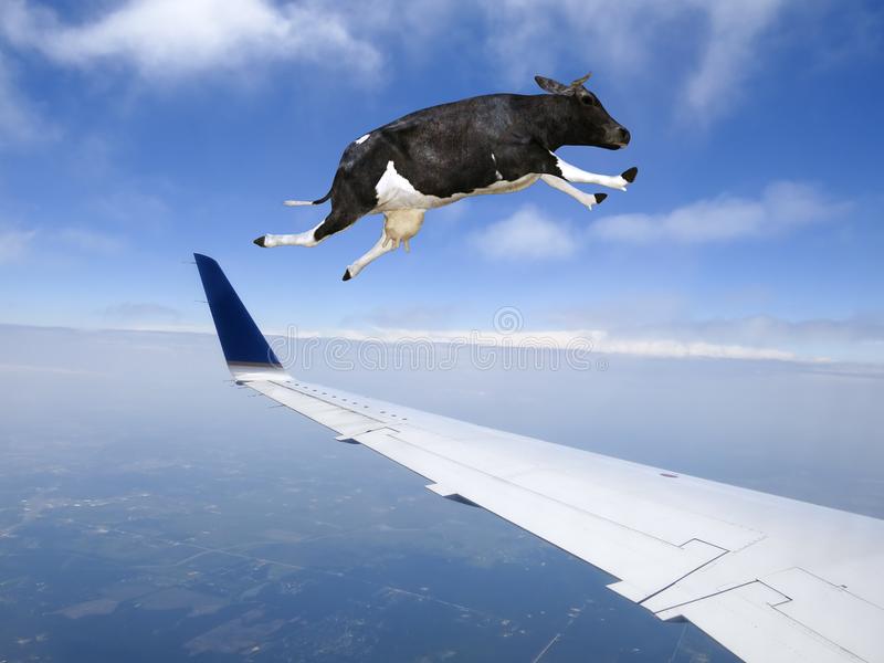 funny-flying-cow-plane-travel-sky-buzzing-jet-airplane-farm-animal-having-fun-106061246.jpg