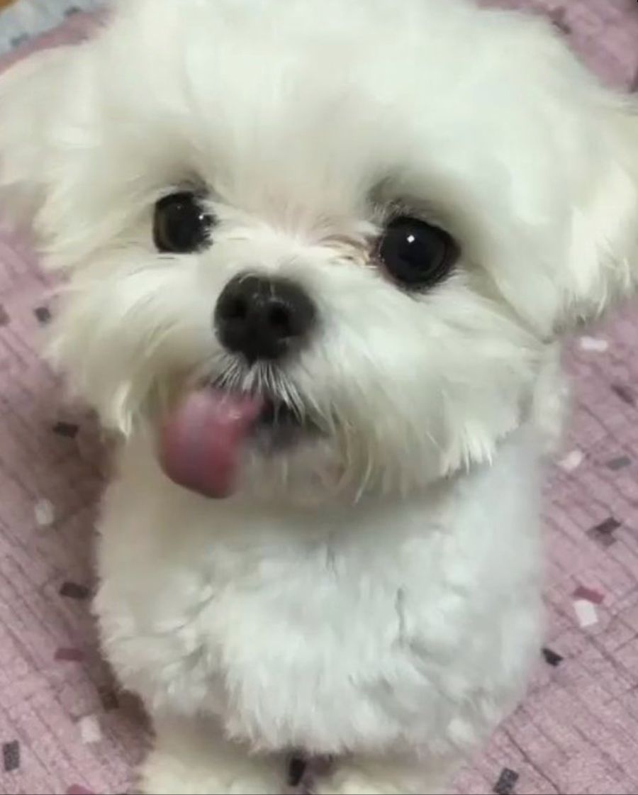 맥심 정기구독 못하고 단권만 사는데_1.jpg