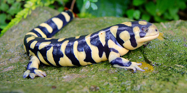 amphibian_tiger-salamander_600x300.jpg