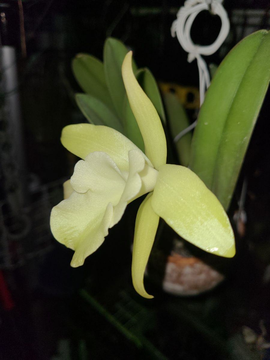 5년만에 마침내 꽃이 핀 글라우카..._2.jpg