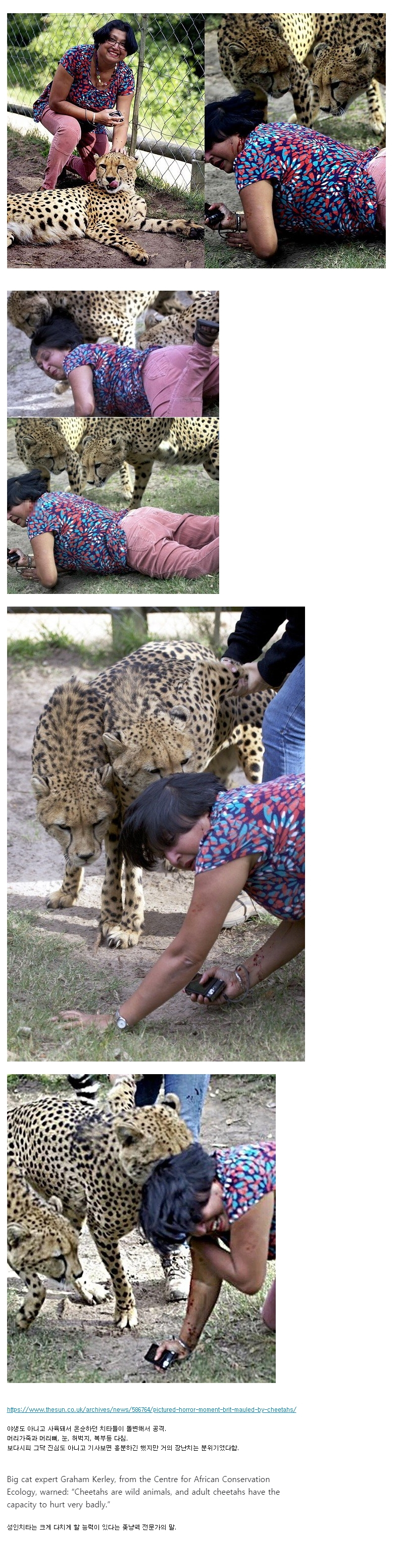 치타를 조빱이라고 무시하면 안되는 이유