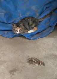 요즘 길가에 참새가 안 보이는 이유_1.jpg