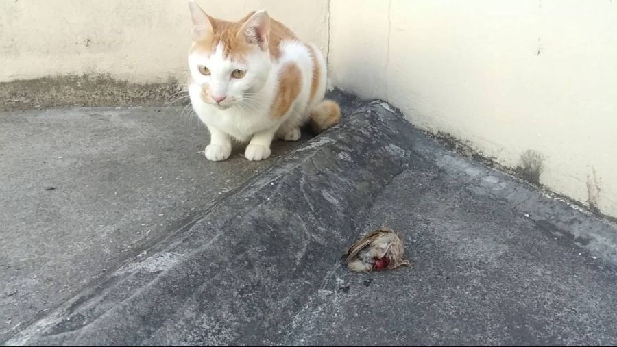 요즘 길가에 참새가 안 보이는 이유_2.jpg