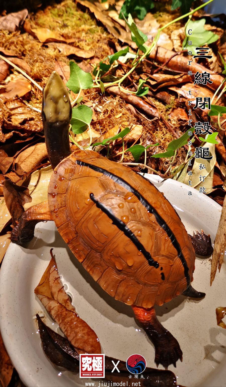 구극모델 골든코인박스터틀Cuora trifasciata 광둥버전 한정판 발매