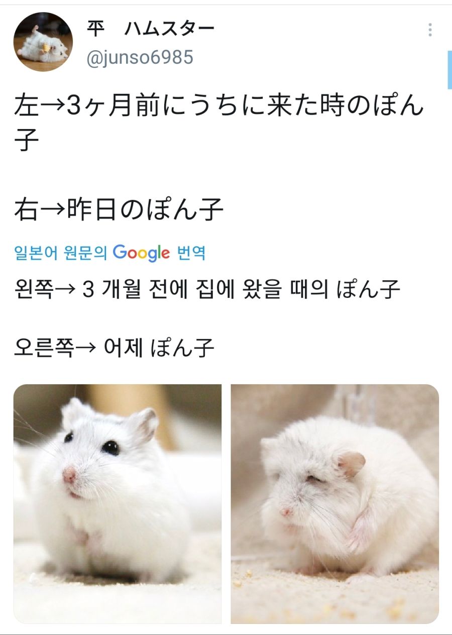 3개월이란 시간이 햄스터에게 가져온 변화