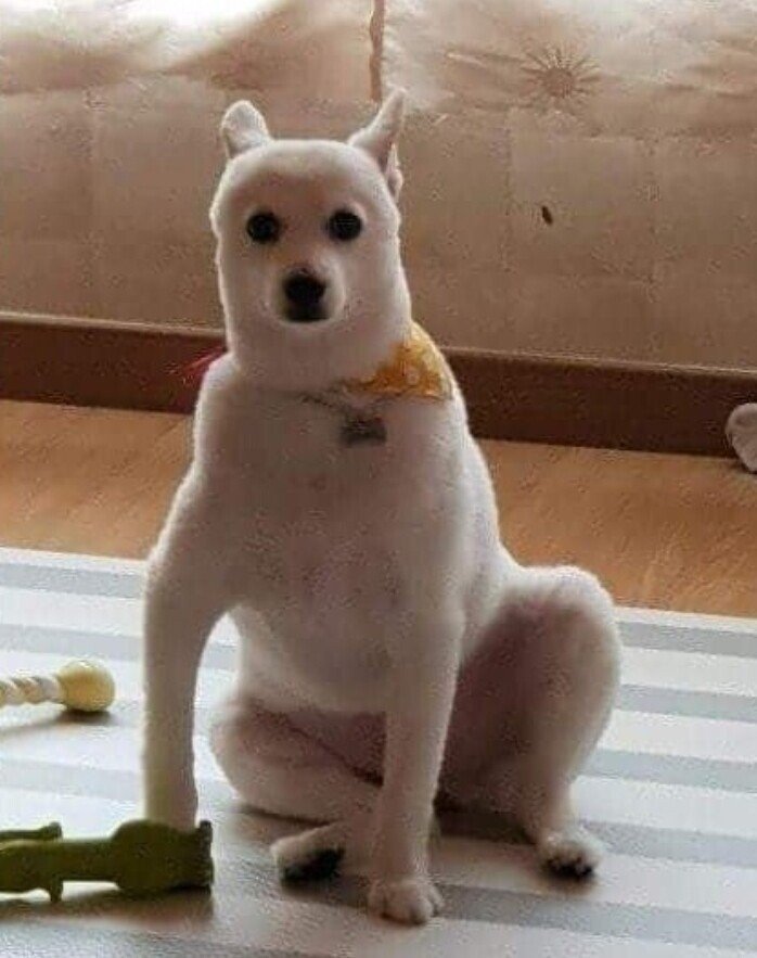 충격똥손주의 강아지 셀프미용 대참사 모음jpg