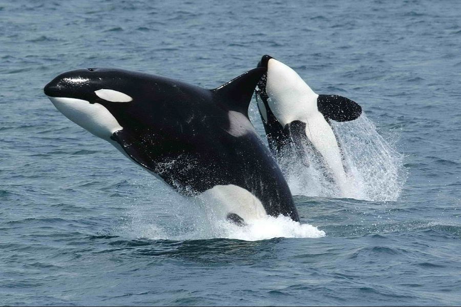 1200px-Killerwhales_jumping.jpg