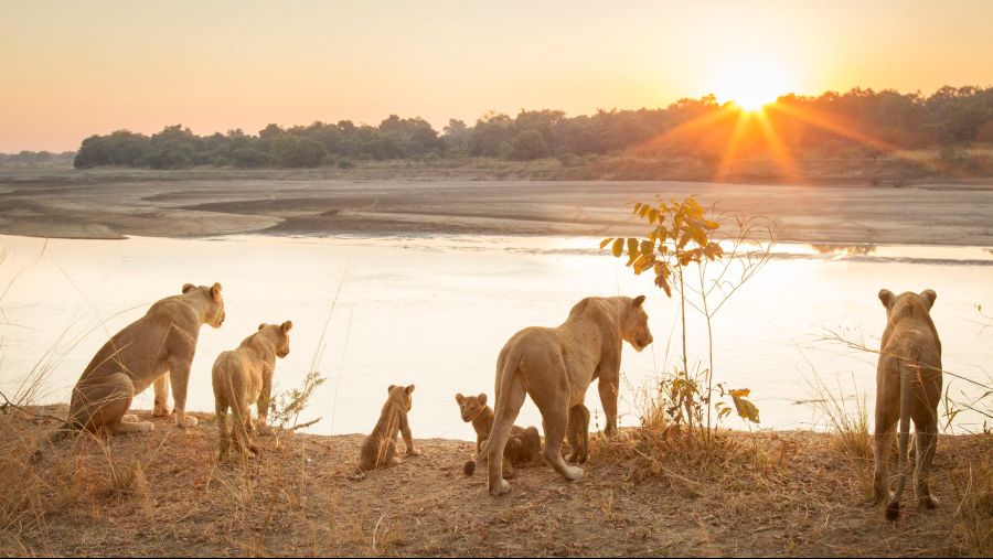 각 동물 별 무리 이름_1.jpg