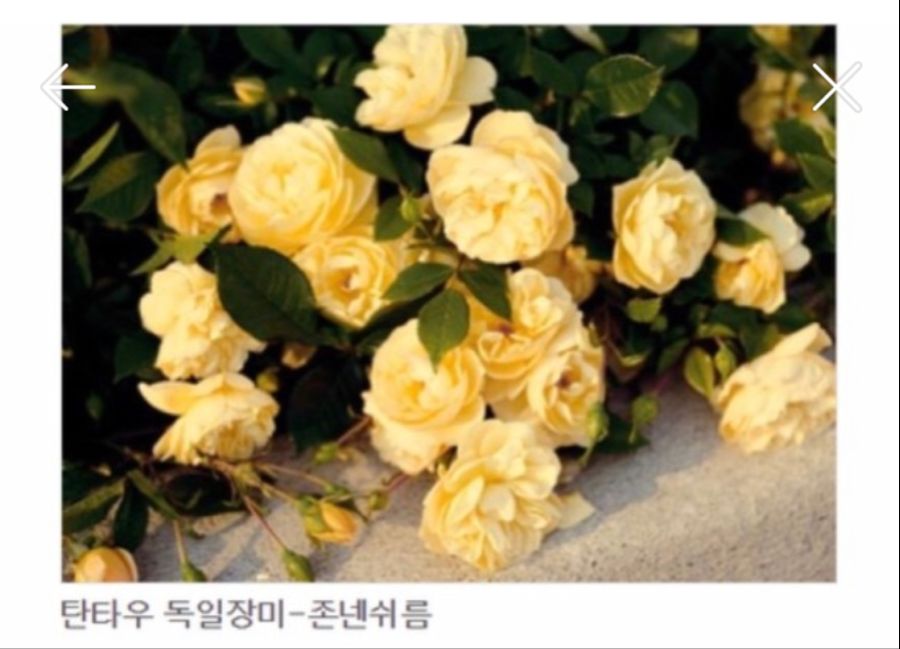 독일장미 이름 '존넨쉬름'의 꽃말은???_2.jpg