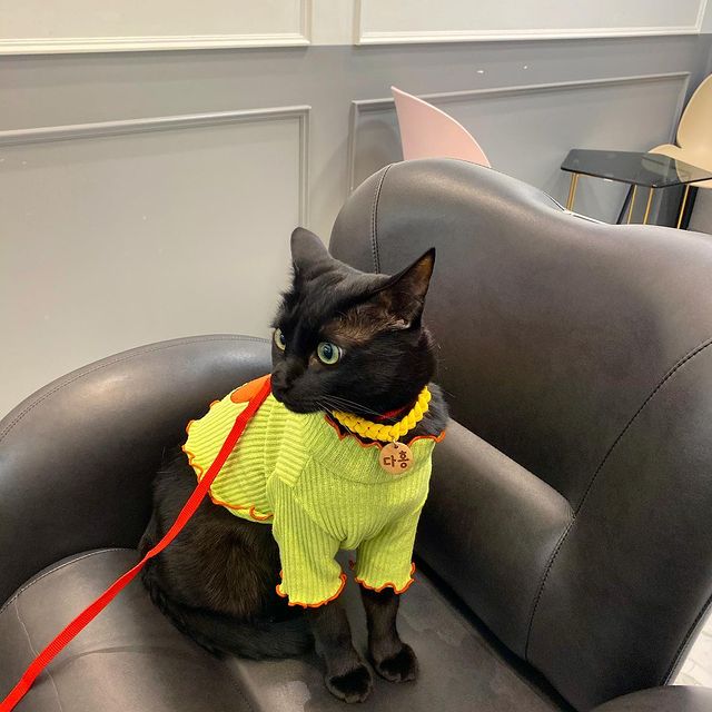 ㄹㅇ SSR 고양이_2.jpg