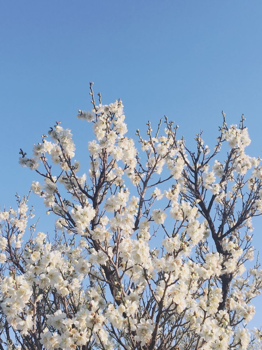 매화 향 리얼고급향_1.jpg