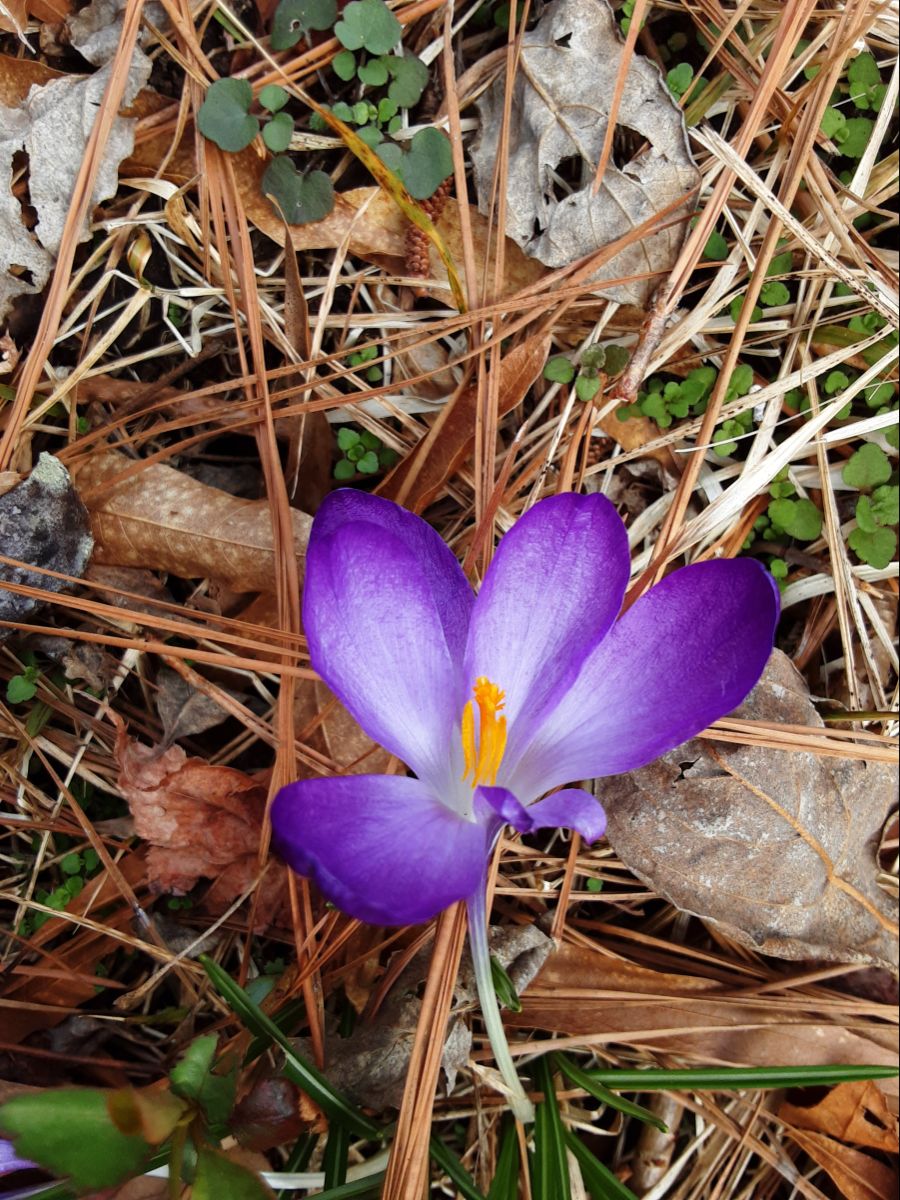 크로커스가 피었습니다._1.jpg