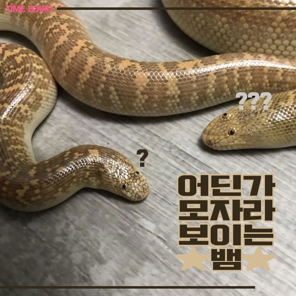 사막의 왕 뱀 변신