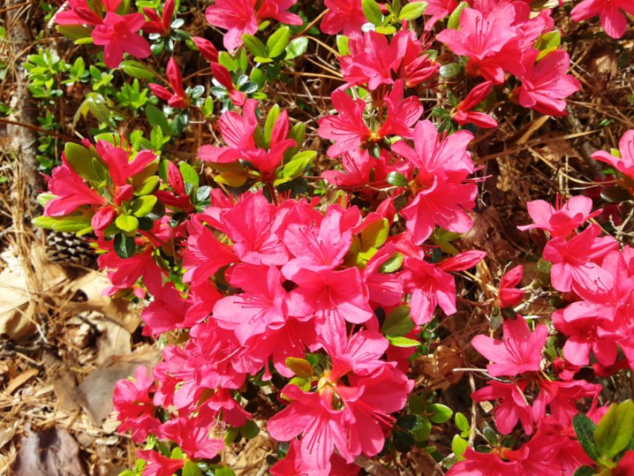 로도덴드론 진달래 사촌_1.jpg