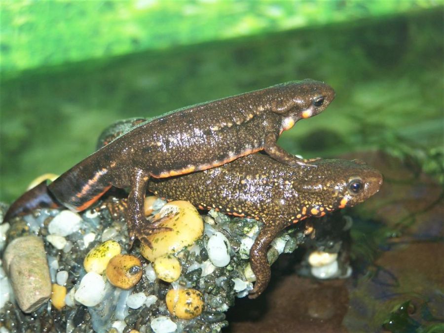 newts.thumb.jpg.e737f1d0d5051be5a84efaab0a548370.jpg