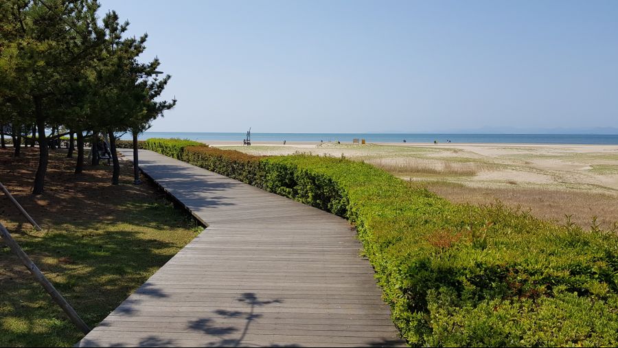 봄의 정령꽃(연제구청,다대포 해변공원)_1.jpg