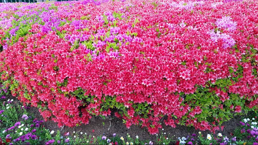 봄의 정령꽃(연제구청,다대포 해변공원)_3.jpg