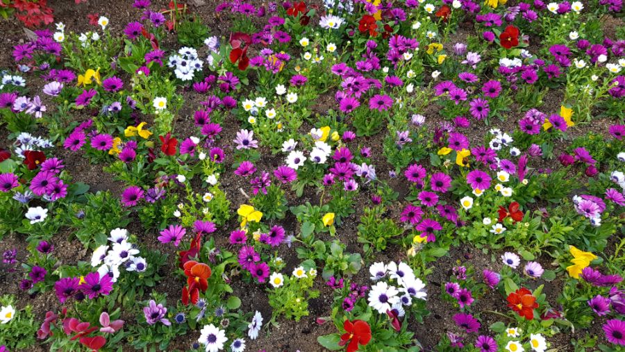 봄의 정령꽃(연제구청,다대포 해변공원)_7.jpg