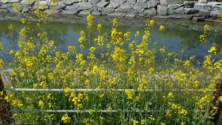 봄의 정령꽃(연제구청,다대포 해변공원)_8.jpg