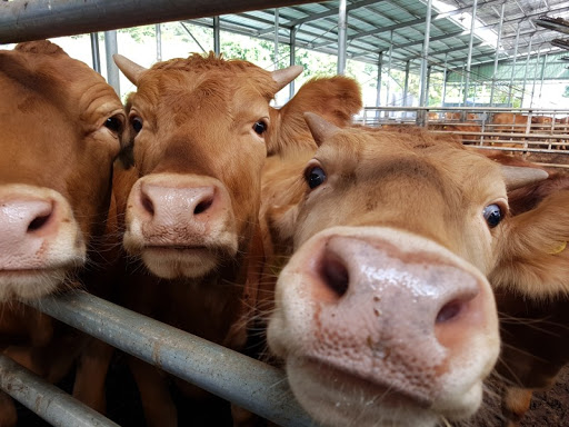 숫소가 실수로 암소 발을 밟은 뒤 한 말은_2.jpg