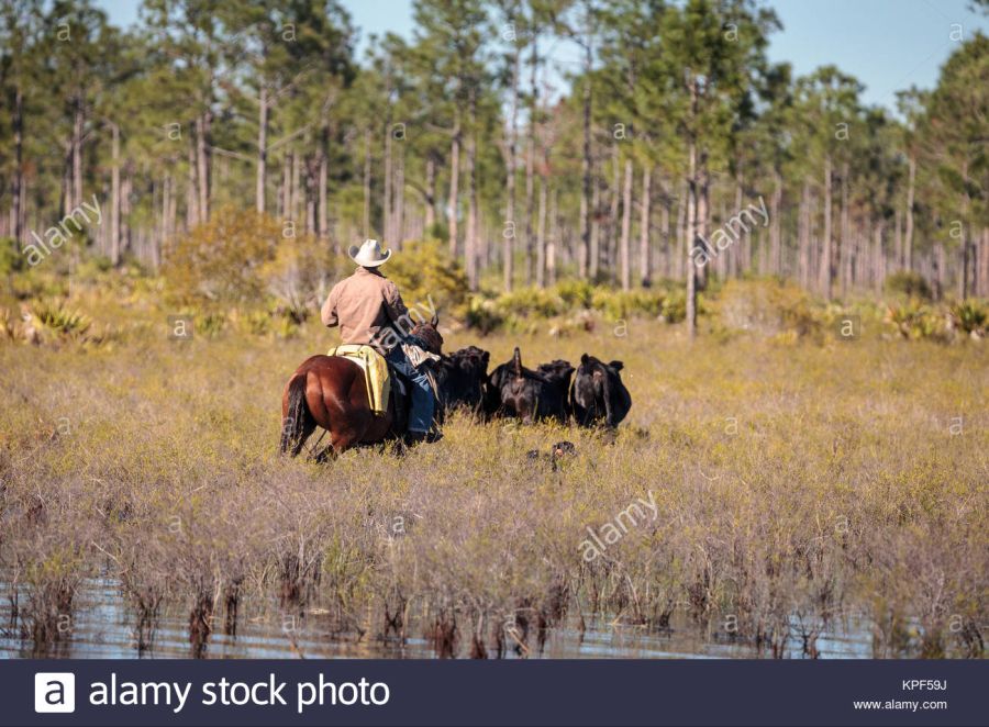 lafayette-louisiana-usa-december-2-2017-cowboy-herds-his-cattle-through-KPF59J.jpg