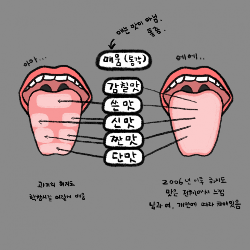 미각 지도 잘못되었다 맛 지도 다 틀렸다