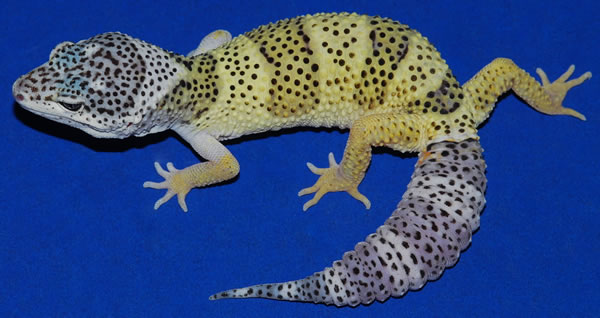 양서파충류)개량된 파충류의 유전병으로 달린다 질문받는다(혐주의)_31.png